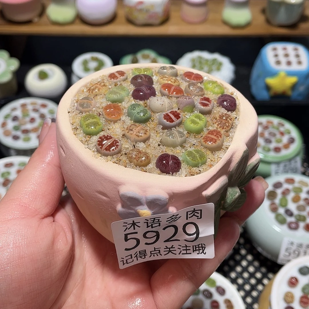 带盆土植物 一物一拍5929