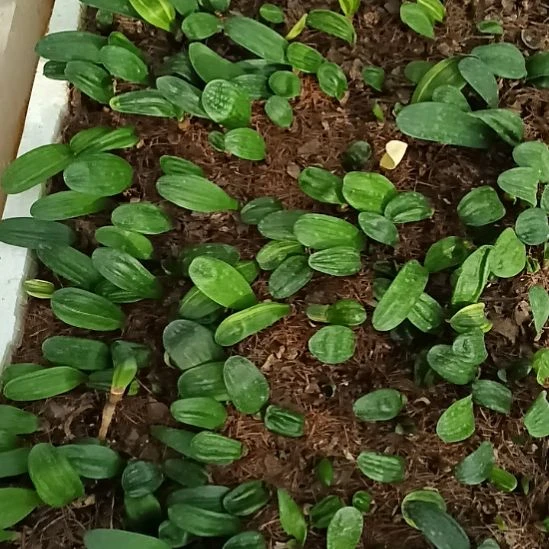 山***哥无花朵特色花卉君子兰小苗