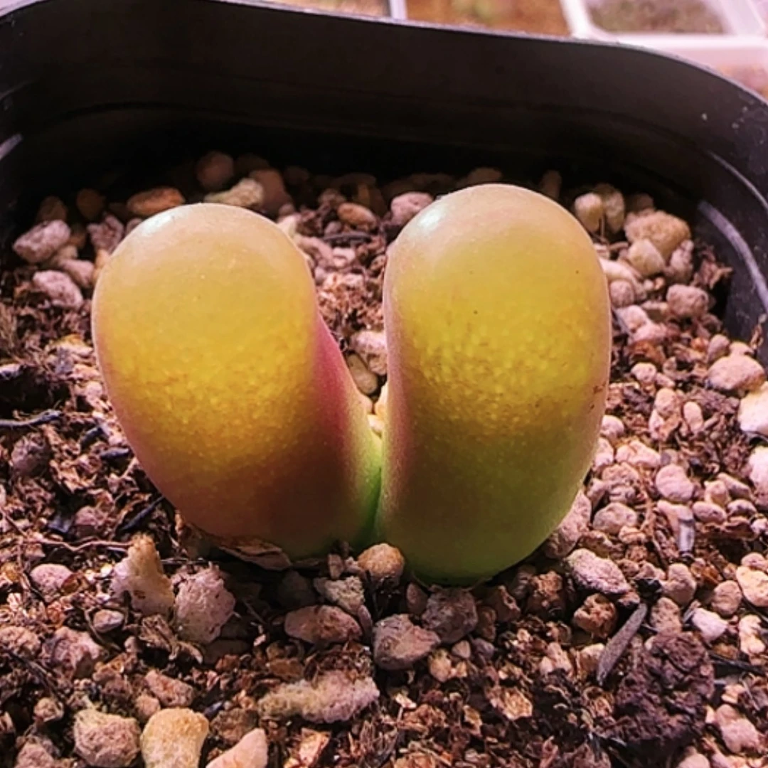 【闪购商品】变异毛汗尼双头母本