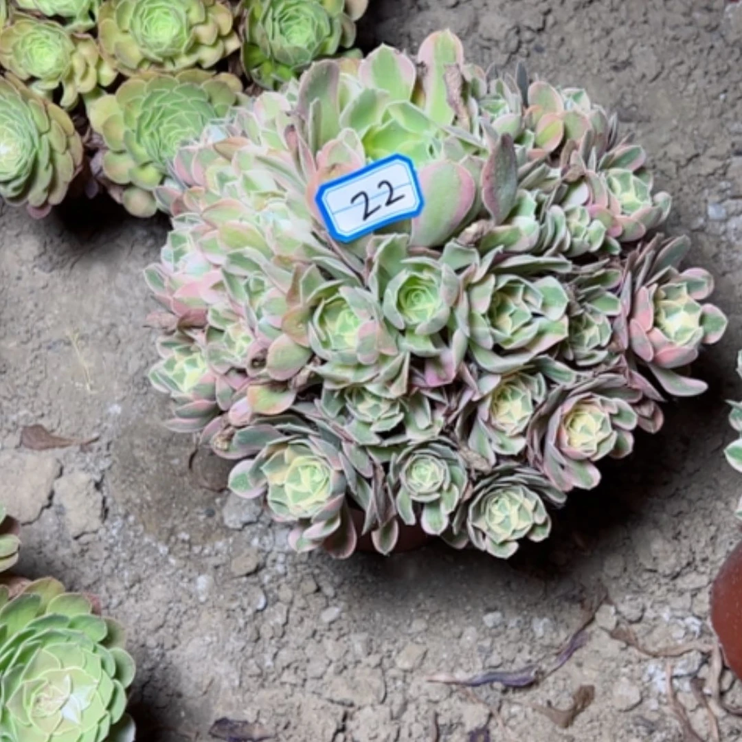 【闪购商品】多肉植物妖月22