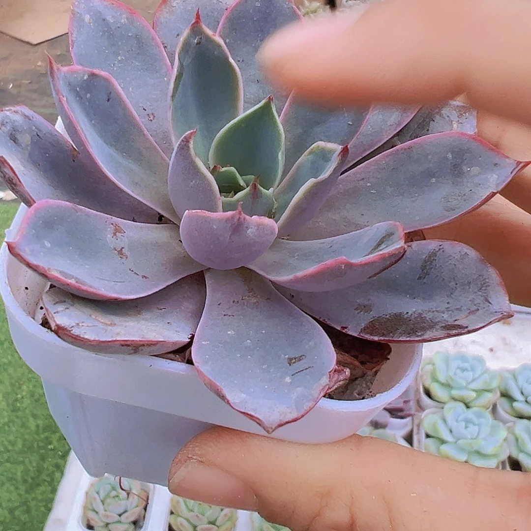 赫拉19包邮多肉植物