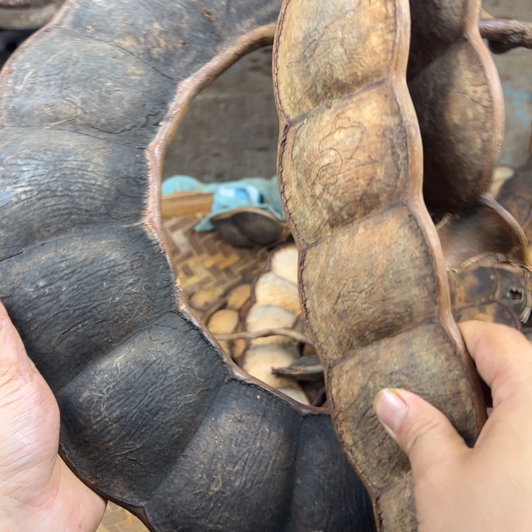 l**y过江龙藤豆木腰子平安豆