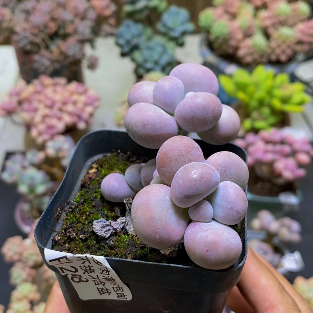 258芭比奶酪7cm多肉