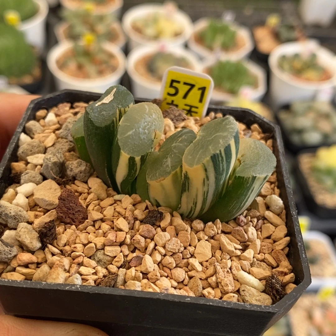 571号大绳玉扇锦多肉
