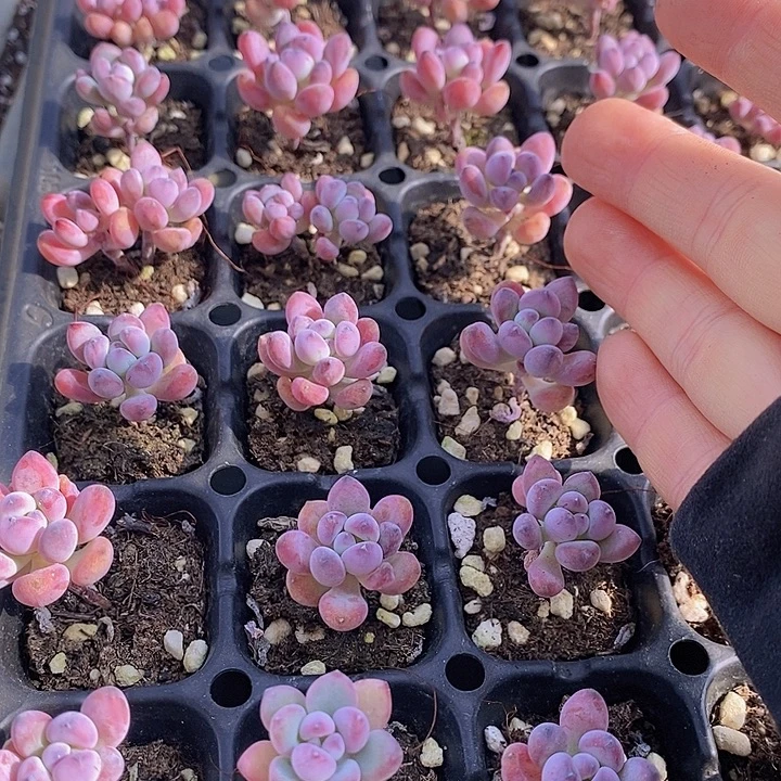 144-146 多肉植物盆栽植物
