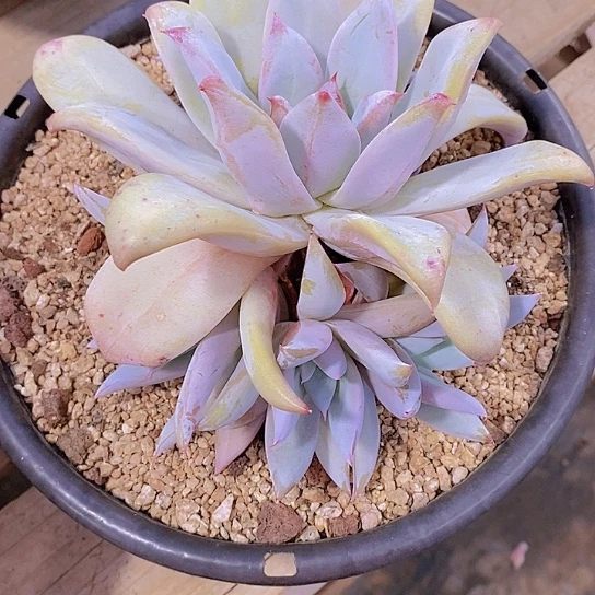 东***北祖母绿多肉植物群