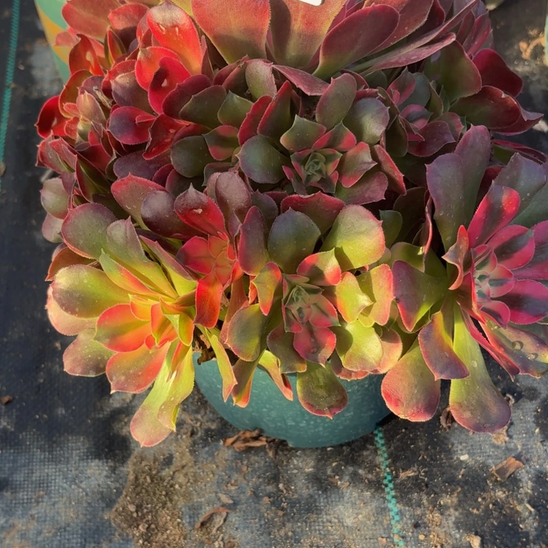 373想飞多肉植物福利