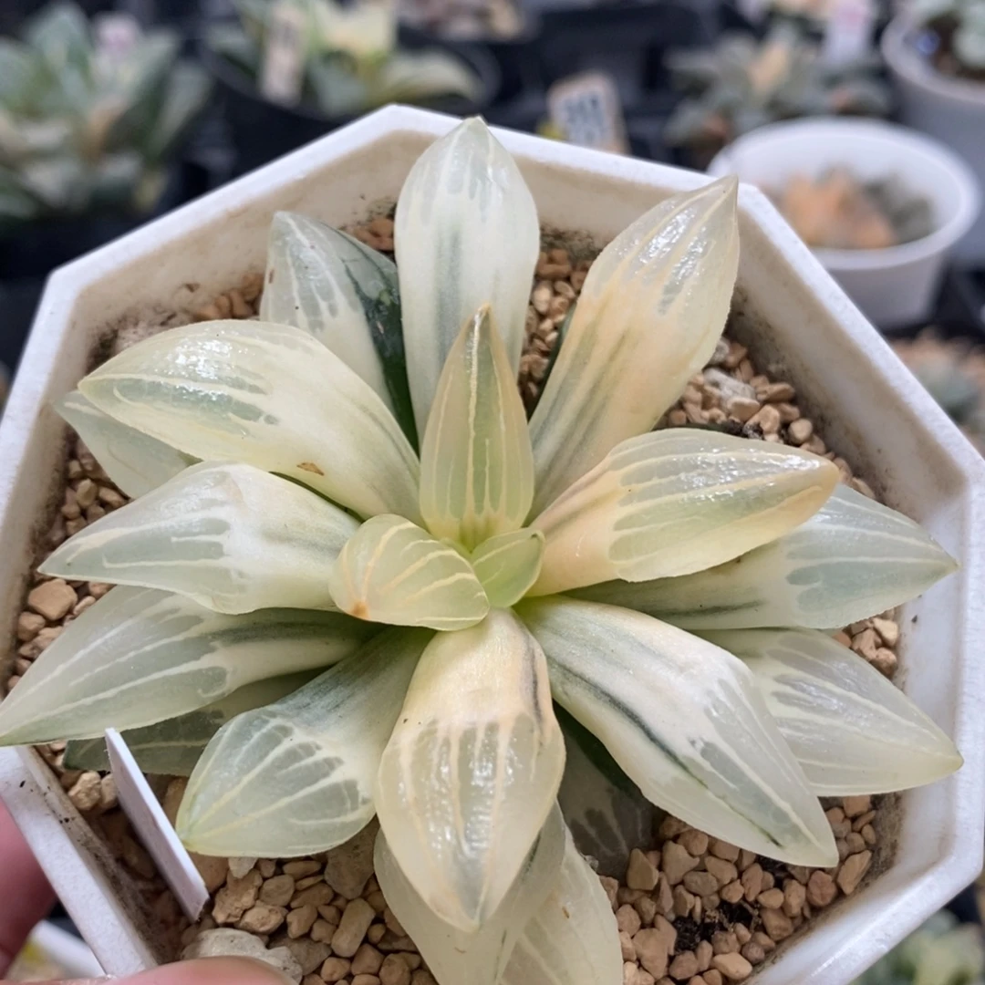 93糊斑西瓜锦，，，，