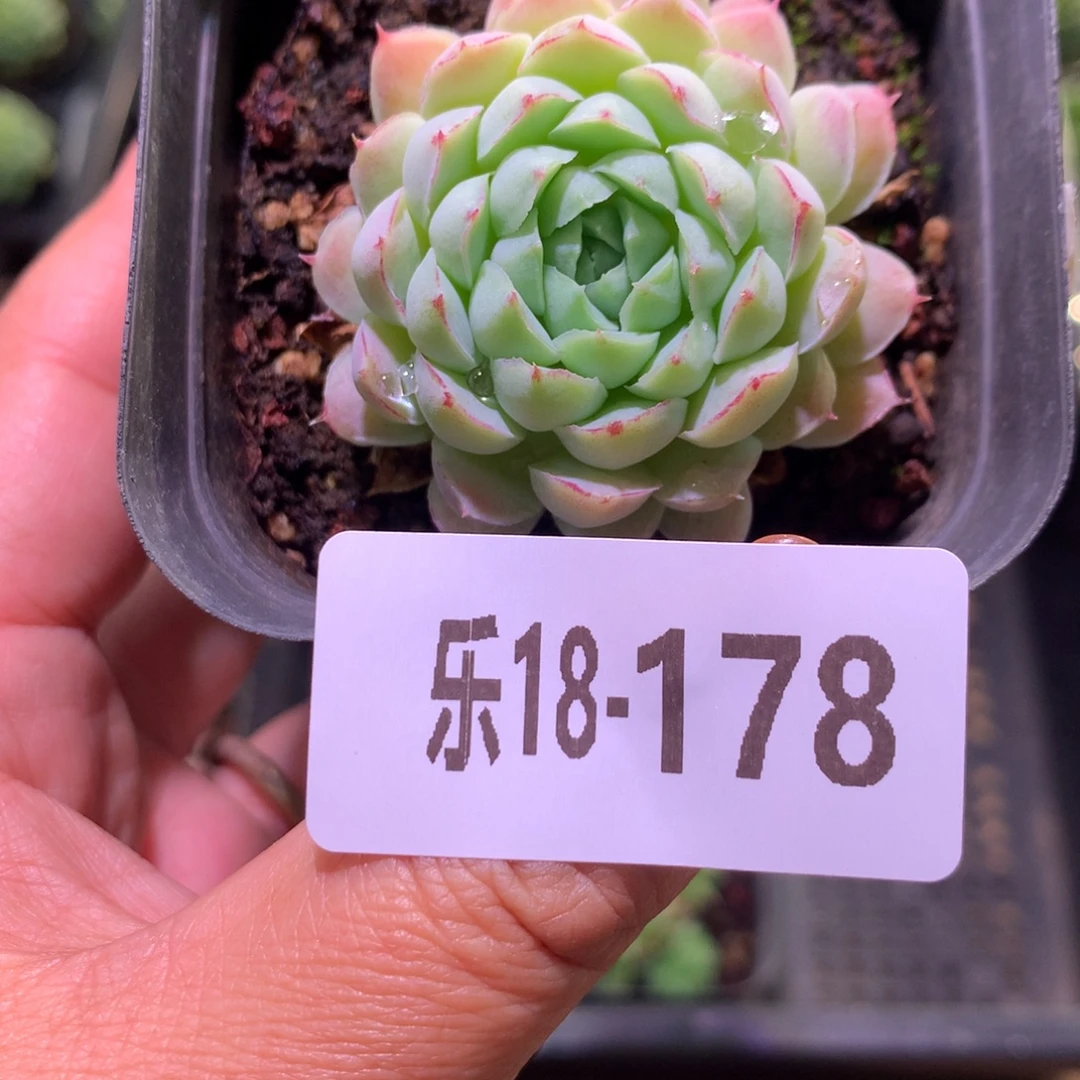 乐然18-178 羊脂球