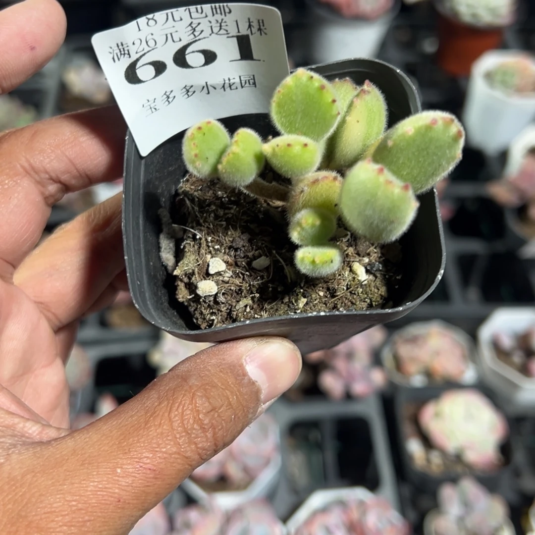 醉***661号熊童子一物一拍