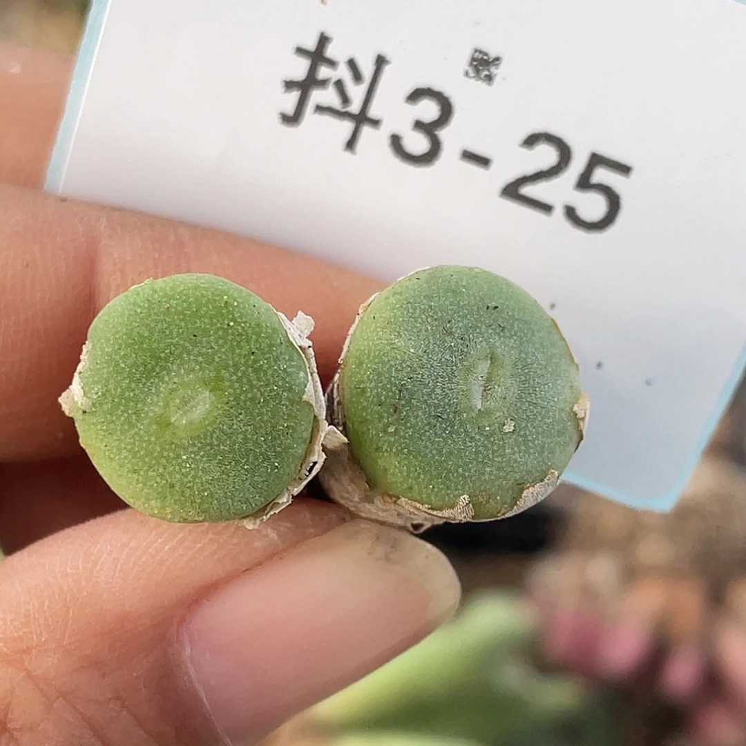 3-25毛钮扣多肉植物