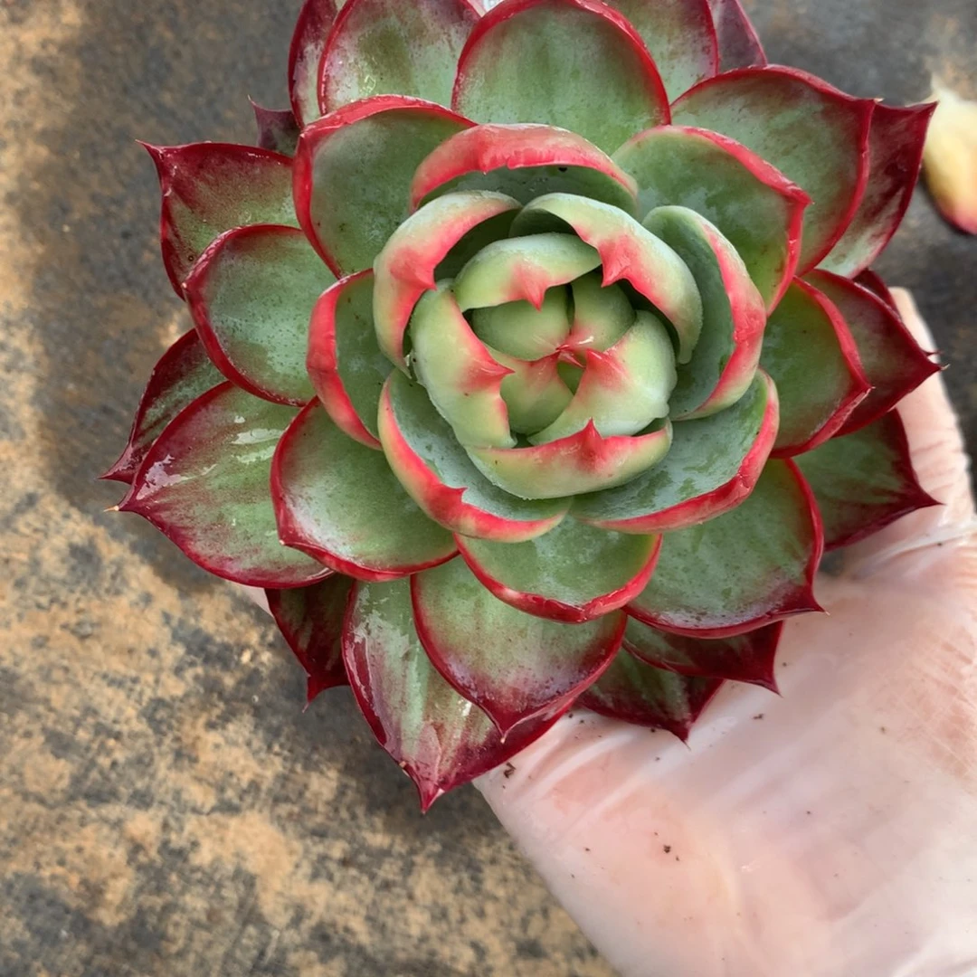 562号多肉植物惊鸿13