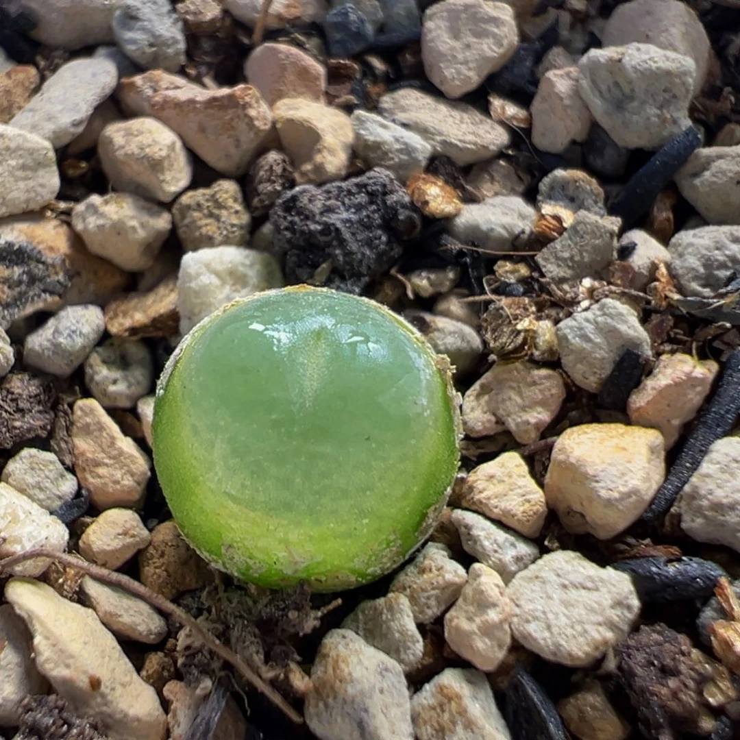 91多肉植物百科拉灯