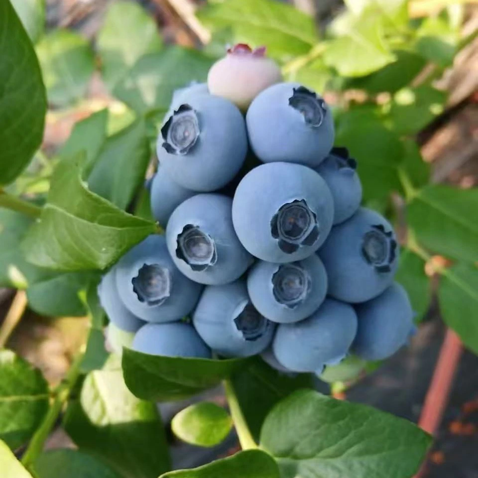 庄河C1蓝莓现摘现发顺丰发货