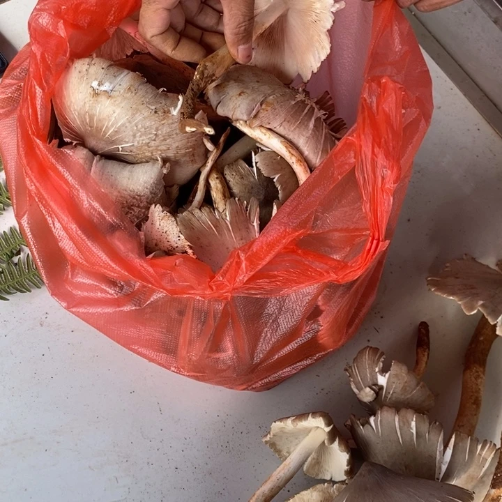 青***头中国大陆鸡枞中国大陆