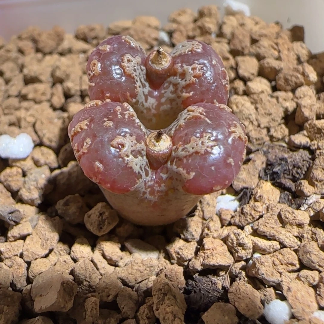 肉锥多肉植物组合-mro15、894