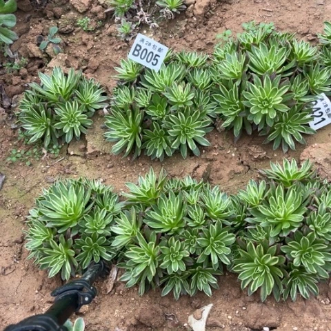 005凤凰锦不包断枝