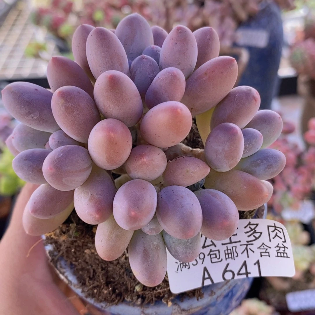 汤圆8cm641多肉植物