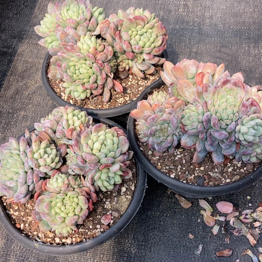 8-101百达翡翠随机10钭起大