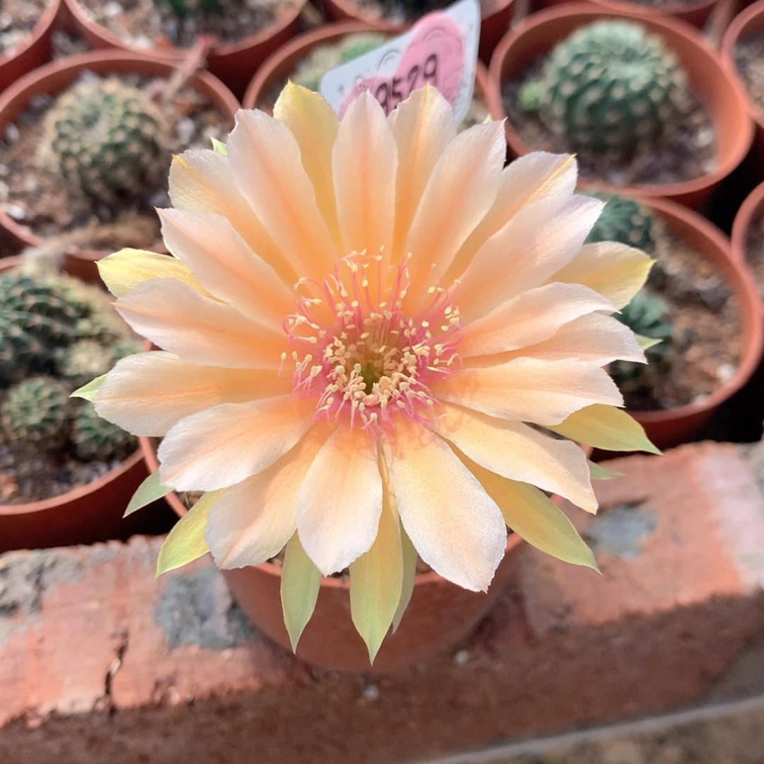 飞**9529实生丽花10公分杯