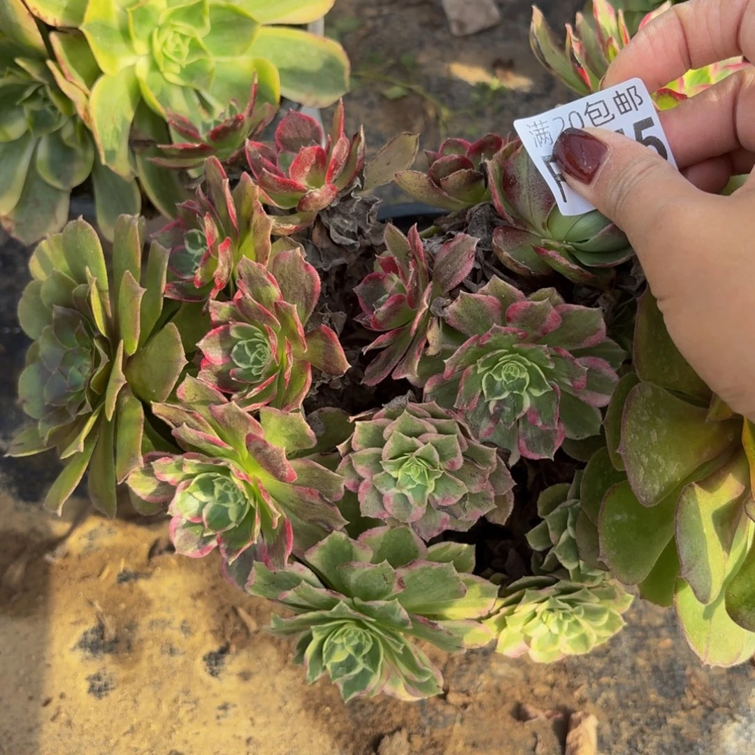 475多肉植物捧花的时候