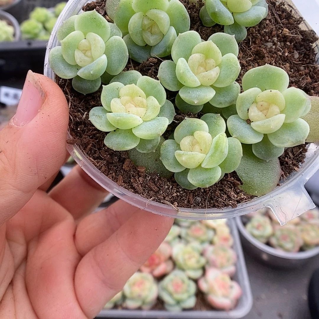 一物一拍一物一拍911-241