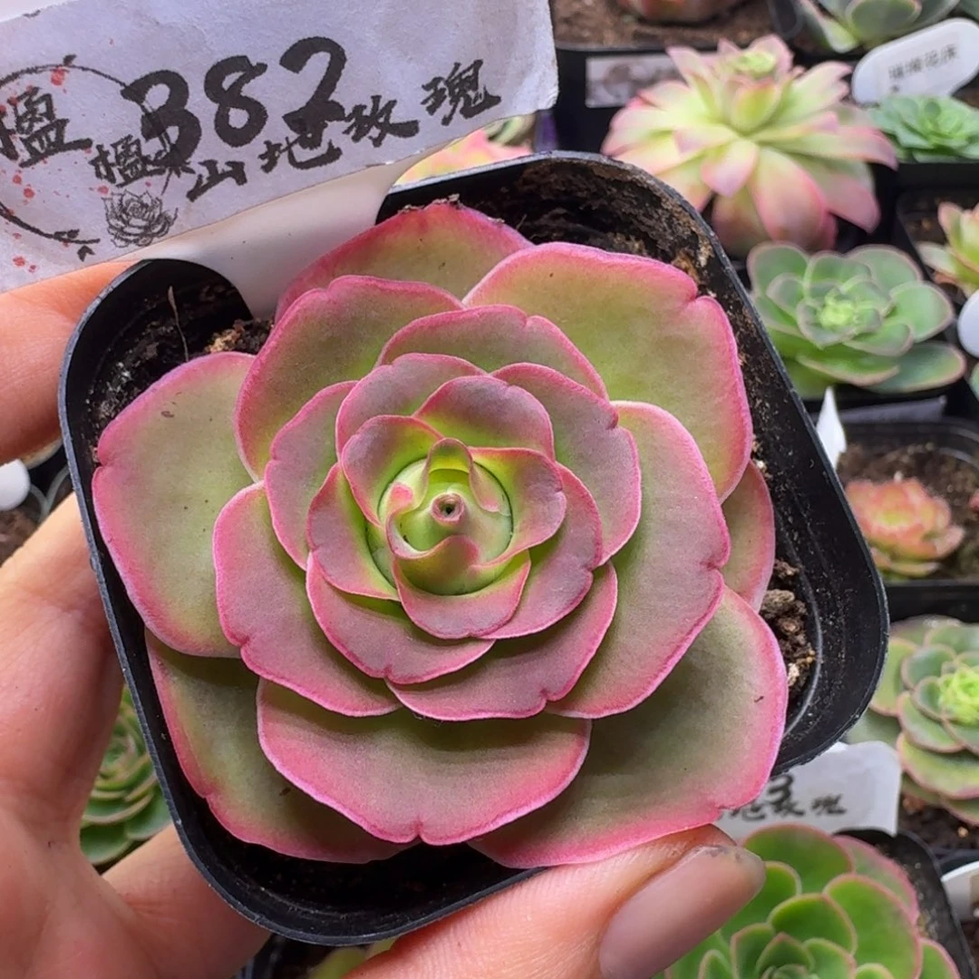 楹楹-382清秋-冠幅  5CM