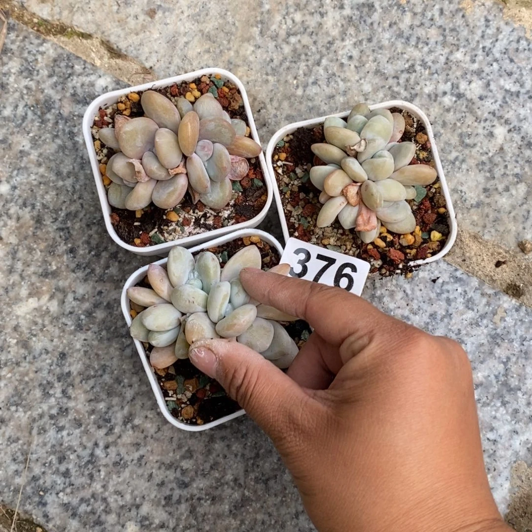 平多肉植物粉兔群
