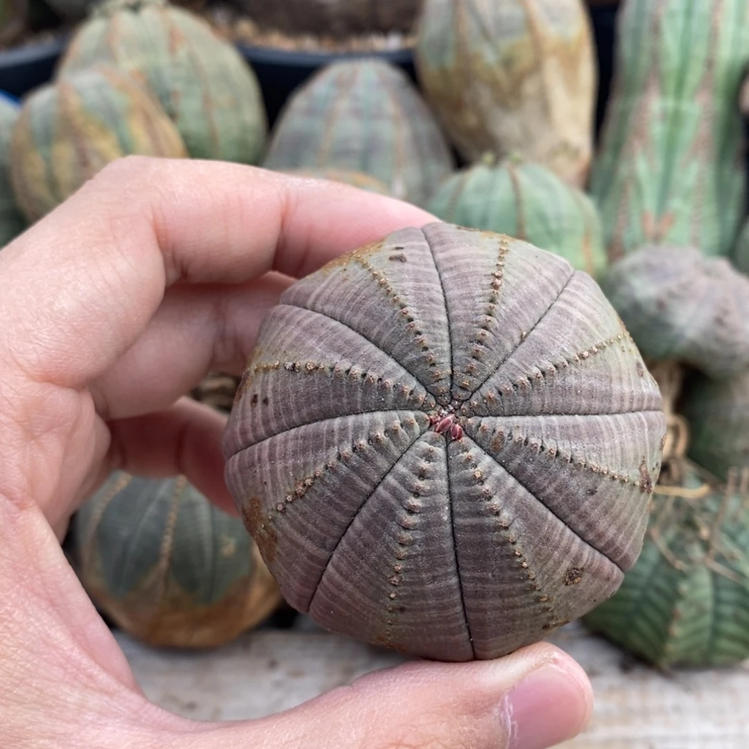 3 欧系实生布纹球多肉植物