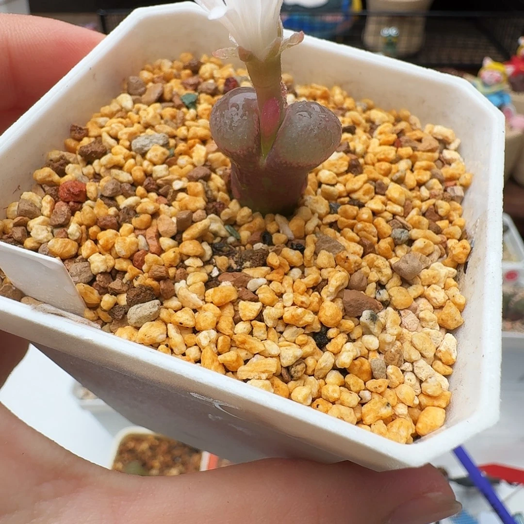 多肉植物福利风铃198