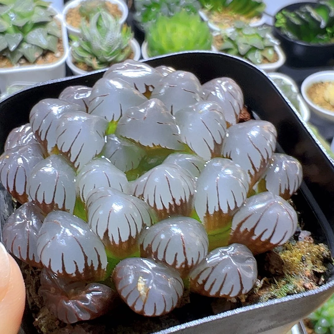 紫姬冰灯玉露多肉一颗