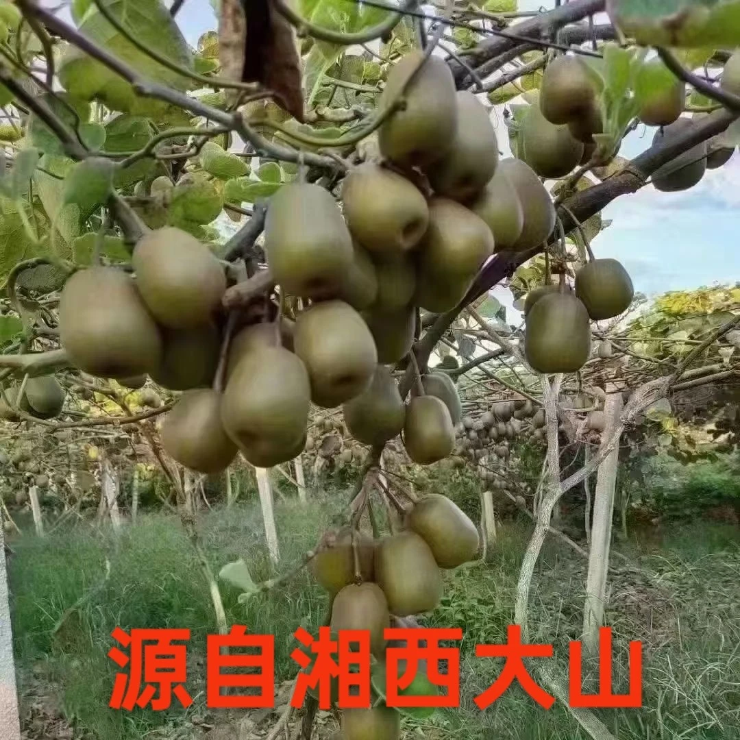 湘西大山本地红心猕猴桃