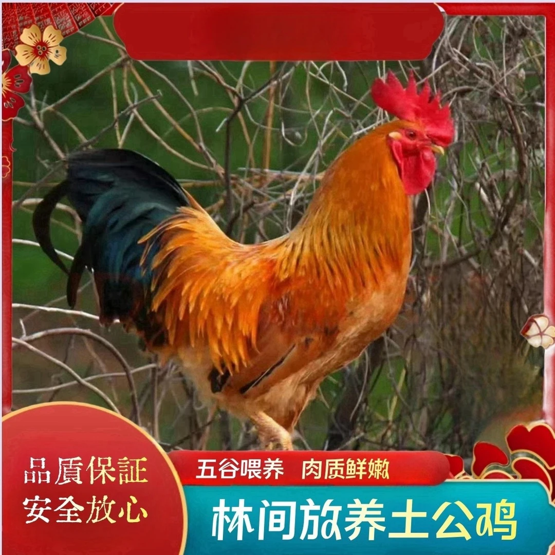 【瑶瑶家】买3送1 共4只毛重15-16斤净重10-11斤 散养土公鸡 带内脏