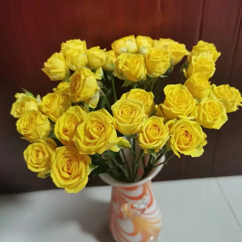 【买一送一】小头切诺基泡泡10支 多头玫瑰 云南基地鲜花家养水养