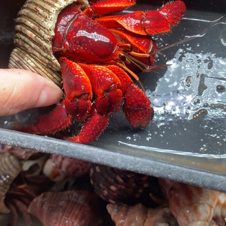 满色棘足4.2口径绝绝子