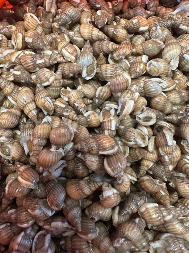 鲜活海锥海螺丝点关注多发一斤到手三斤三十六块九