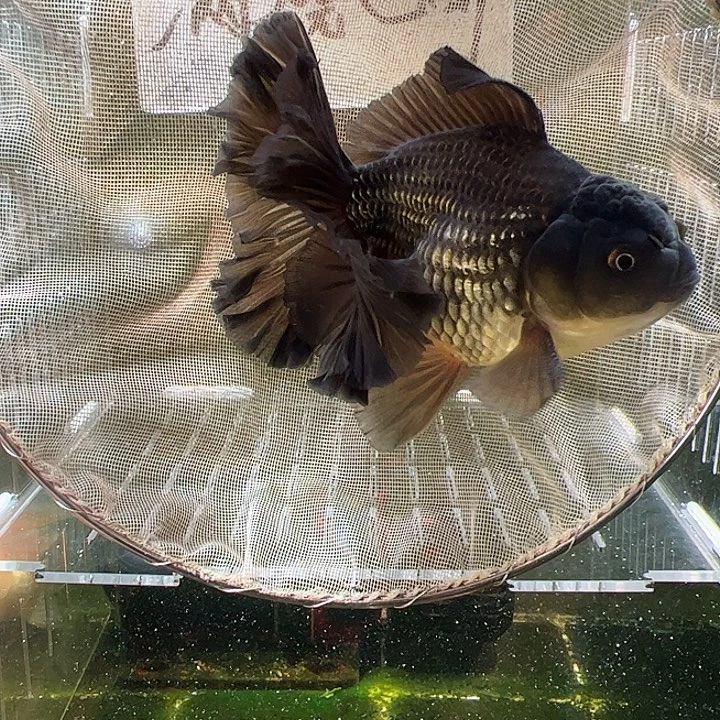 金鱼百褶泰狮压成47