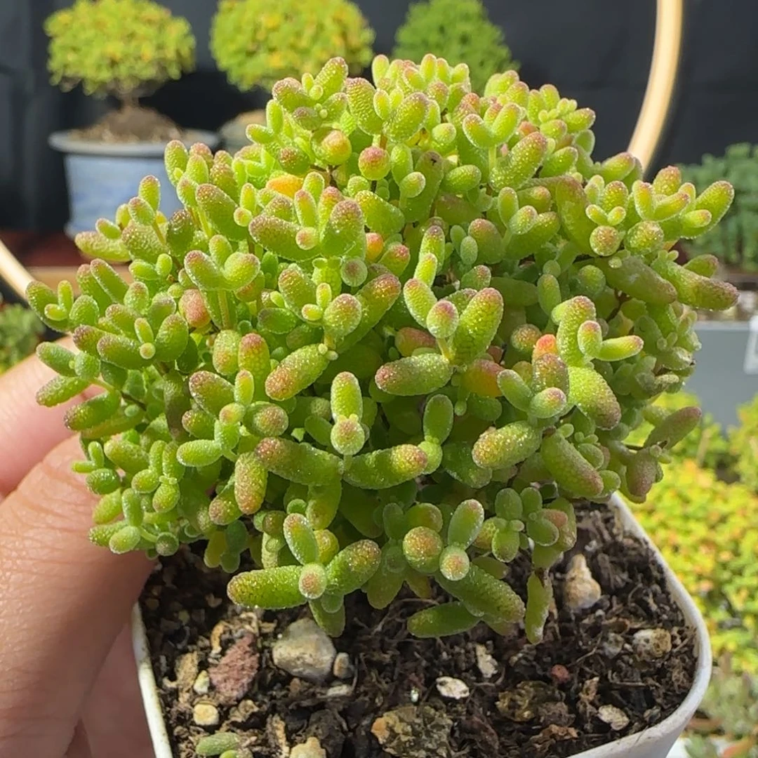 dy0506精控蜜橘透粉冠服5.5cm