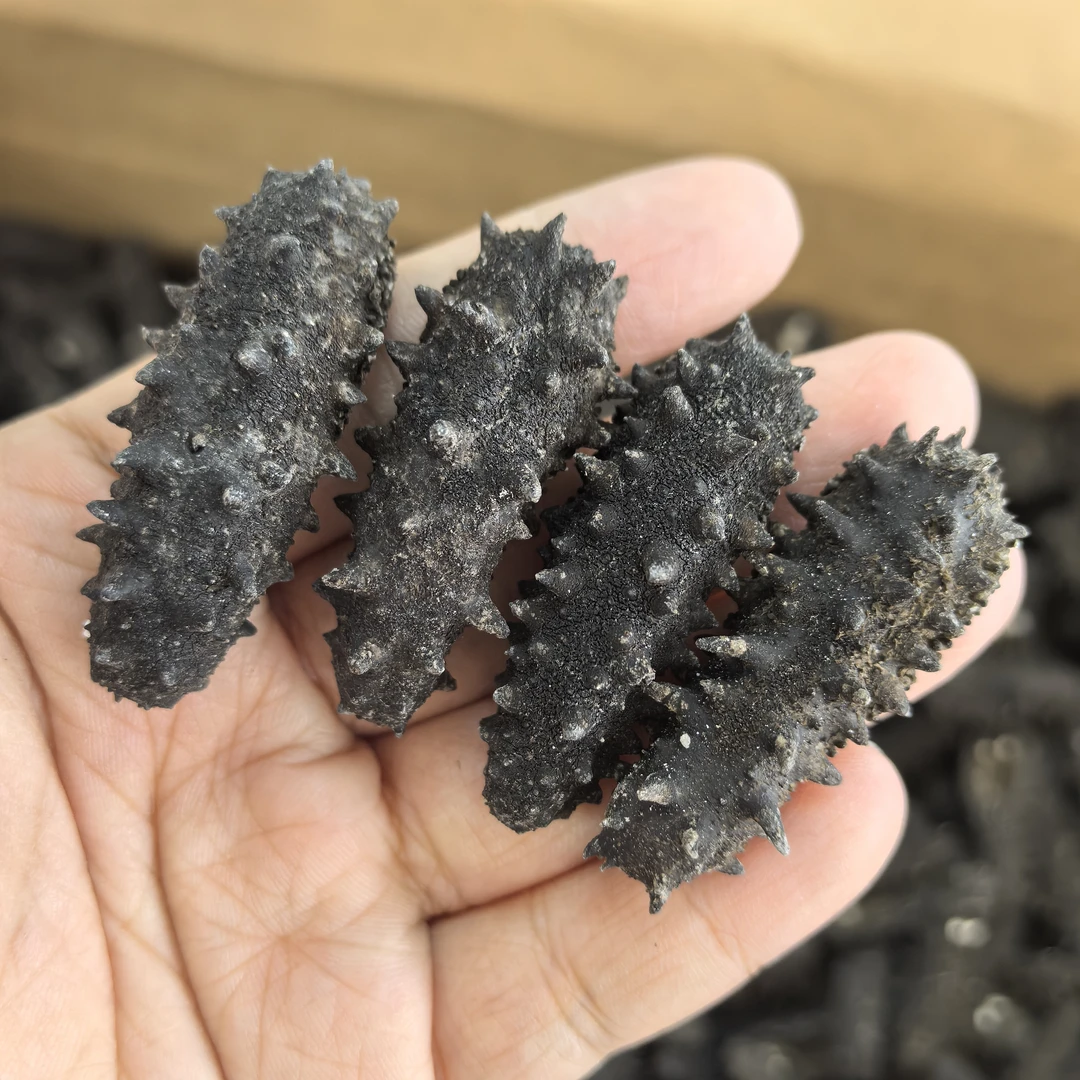 【半开口海参】性价比辽参大连海参辽刺参滋补品100头左右/斤500G