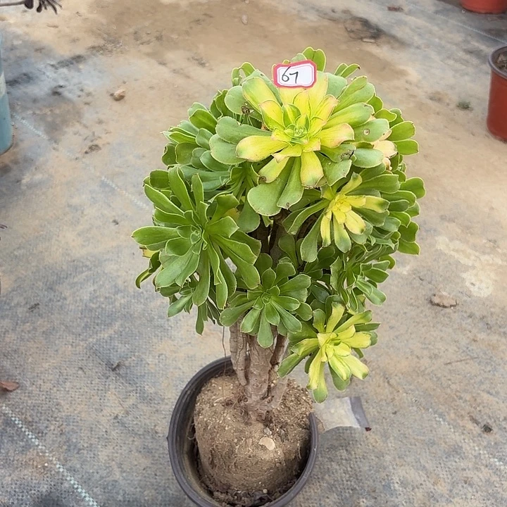 霓裳67多肉植物法师