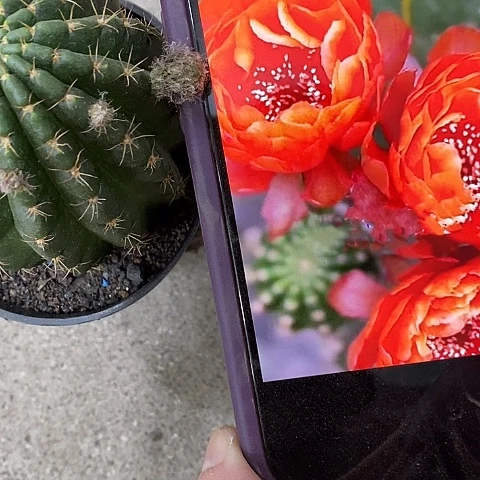 橙牡丹仙人球，wtuiop