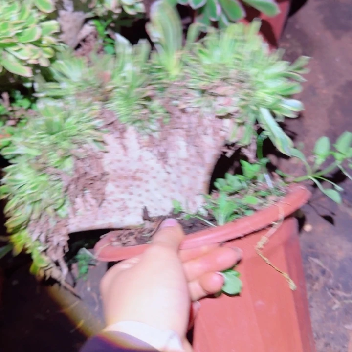 387夕颜缀化多肉植物28包邮