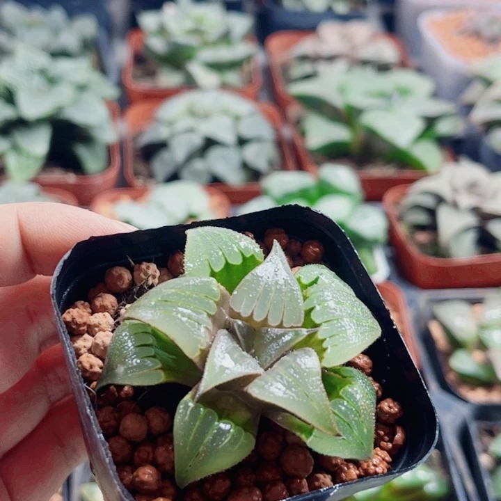 @***森十二卷 媚凤 开播福利