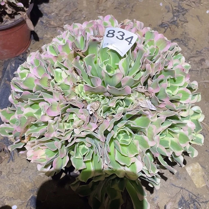 多肉植物法师834白凤