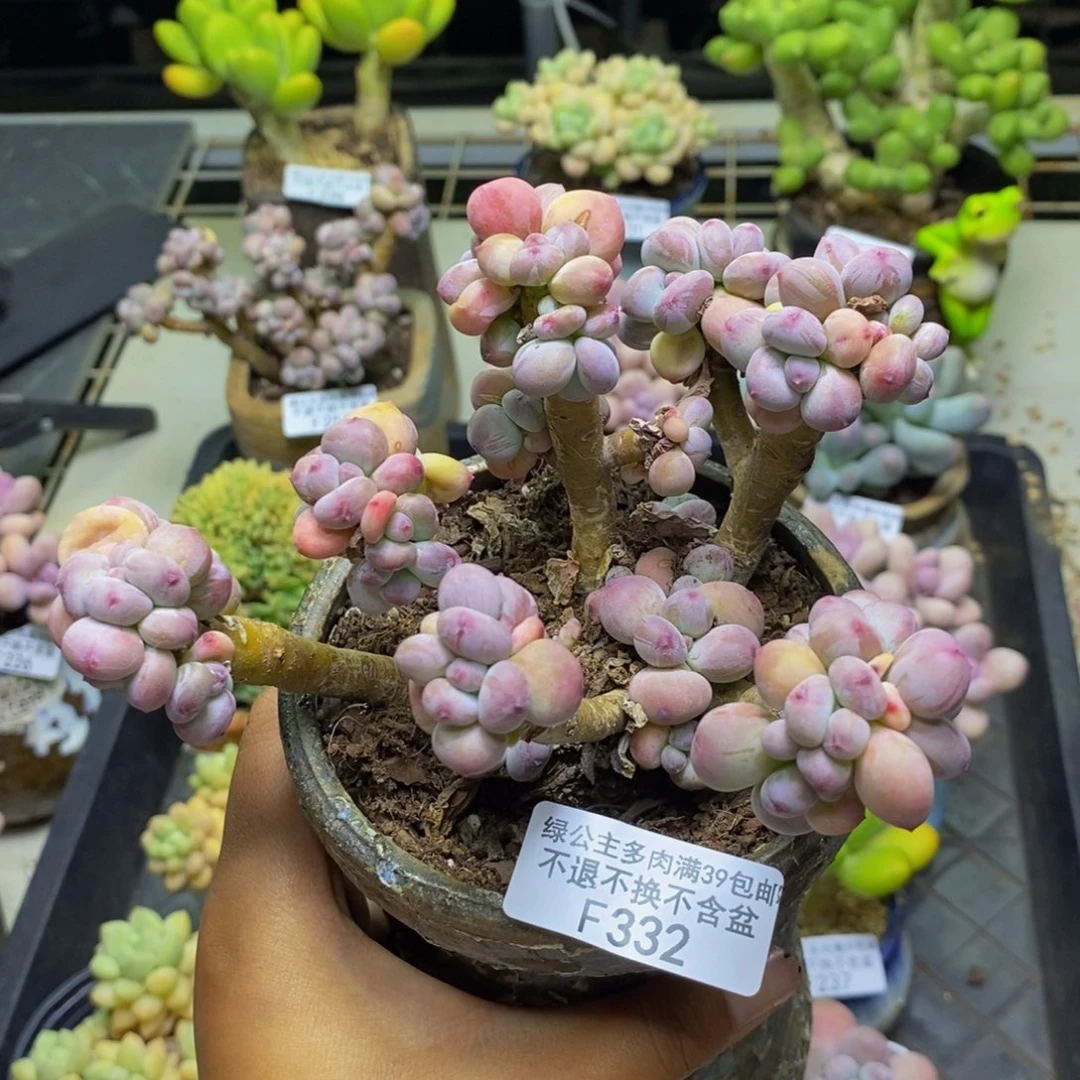 332苹果奶四代多肉10c m