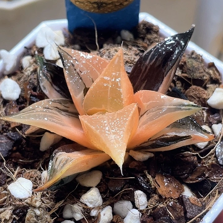 513白凤锦一物一拍