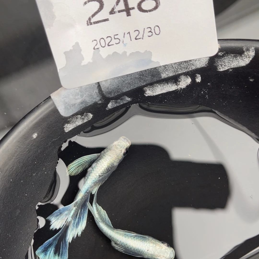 青鳉鱼248天使之翼一对