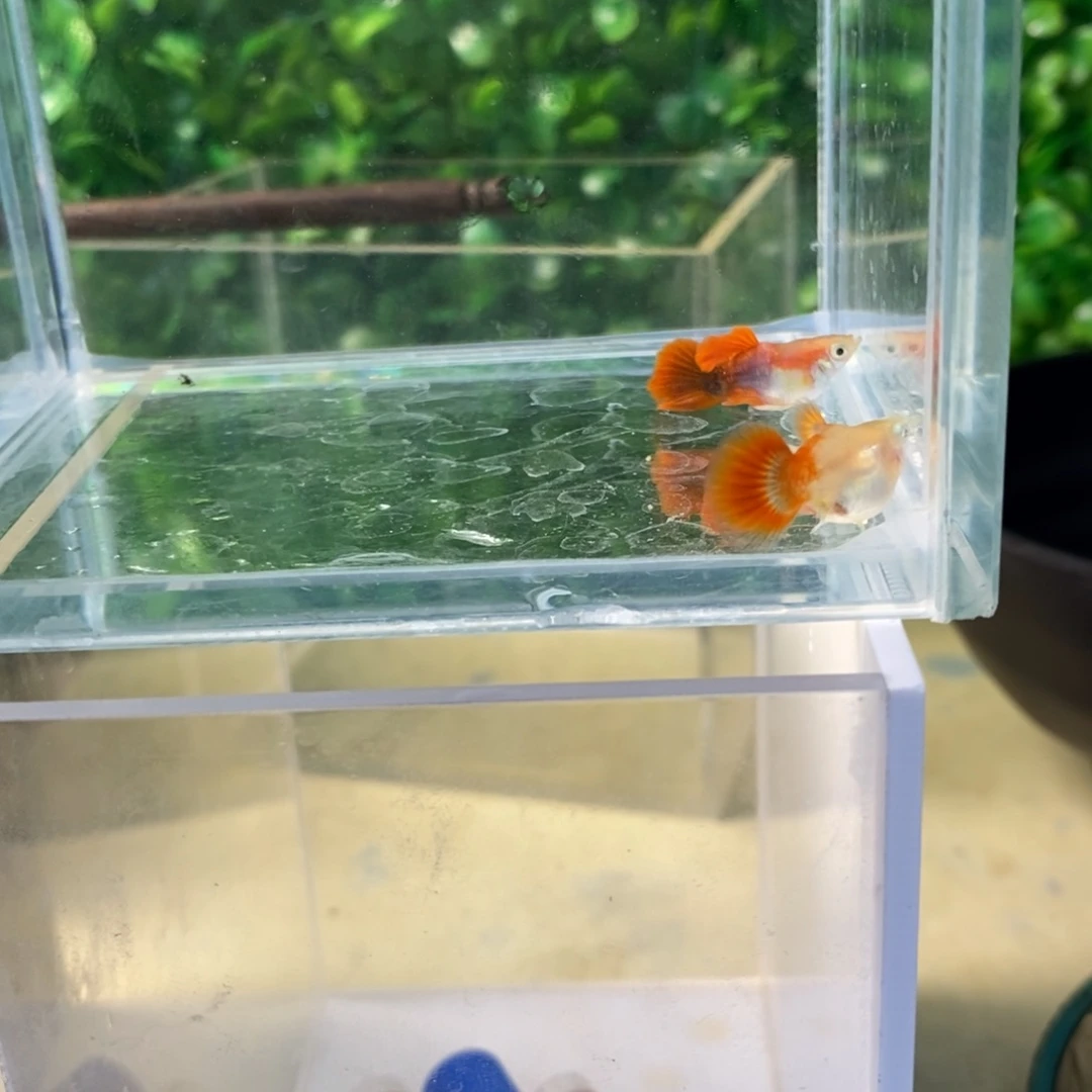 孔雀鱼黄暴球一对