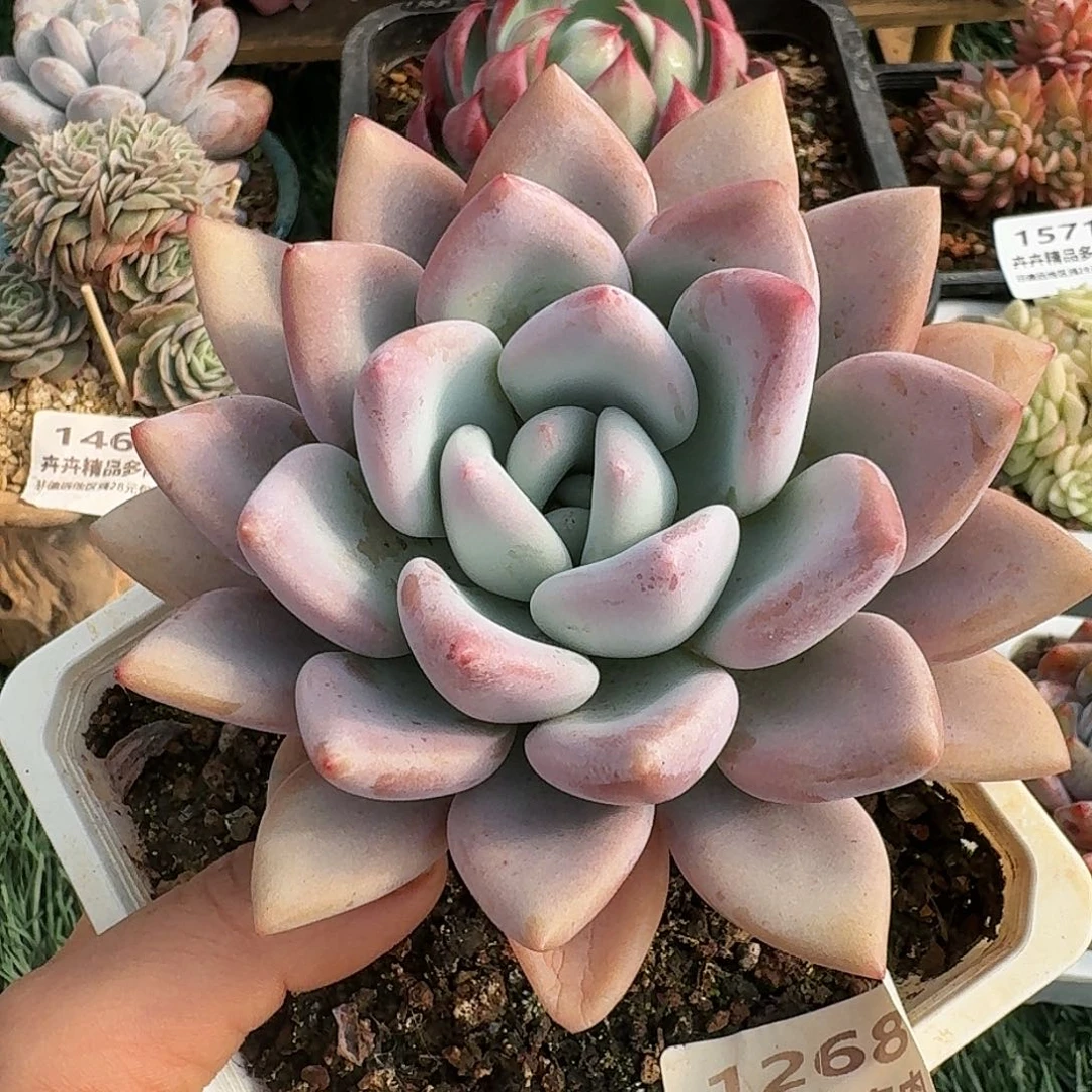 1268一物一拍（满28bao y