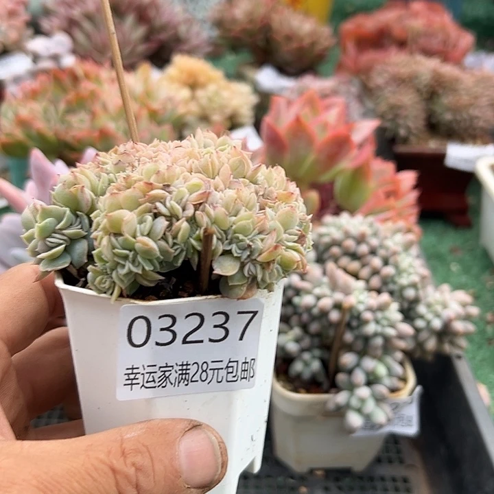 幸运的是我还没遇到过幸运